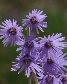 Soldanella hungarica