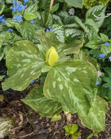 Trillium luteum