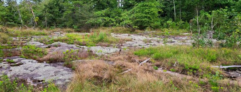 A dry sandstone glade 