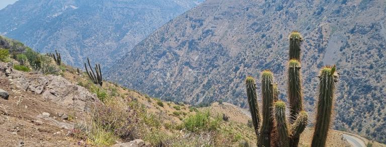 Mountain views with Trichocereus chiloensis