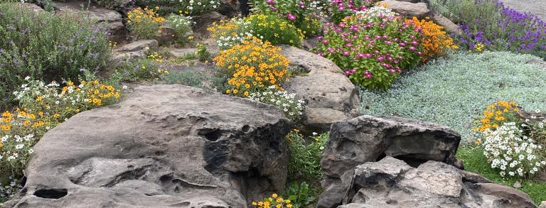 The rock garden in full summer bloom