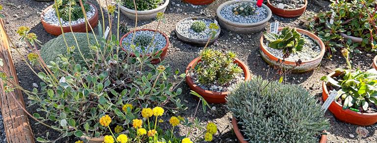 Various plants in the plunge bed in the alpine frame.