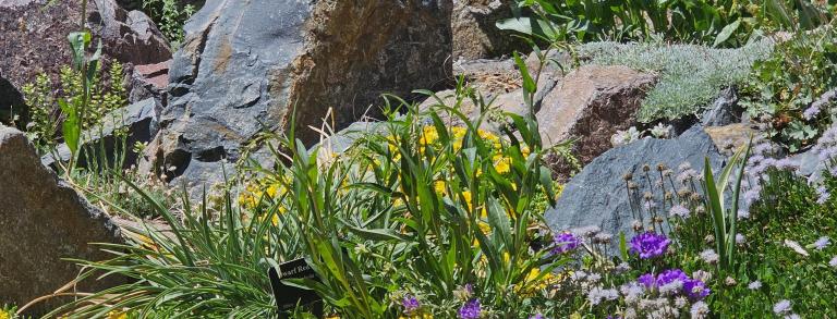 Mid-June is peak bloom time in the Crevice Garden.  From top to bottom: Penstemon eatonii, Delosperma nubigenum,  Campanula spp., and Delosperma cooperi.