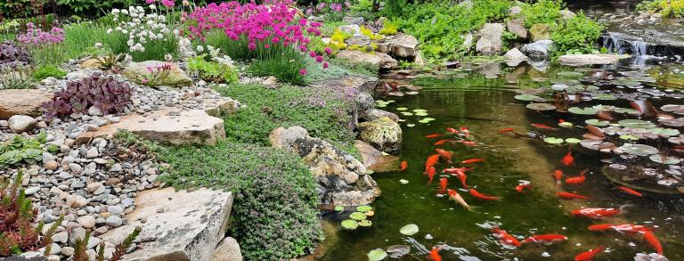 Spring bloom at the edge of rock garden and pond.