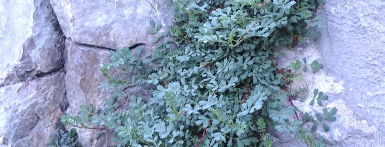 Acaena caesiiglauca growing in a crack in a rock  at Denver Botanic Gardens