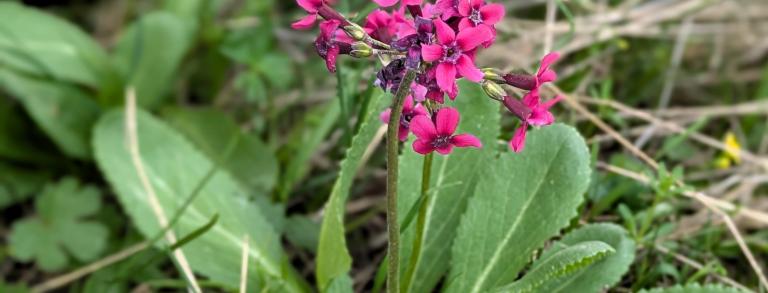 Primula fedtschenkoi Amankutan Pass, Uzbekistan