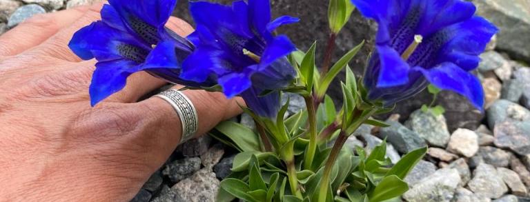 Gentiana acaulis         
