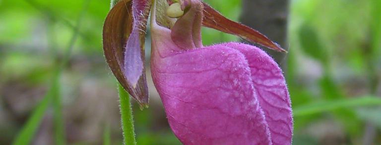 Pink lady’s-slipper (Cypripedium acaule) can grow in surprisingly dry, infertile sites in the pine barrens.