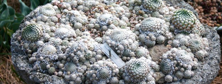 A trough full of Orostachys spinosa.