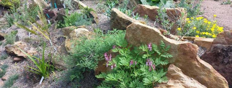 Peckerwood’s first rock garden, featuring Dicentra eximia ‘Dolly Sods’ in the foreground