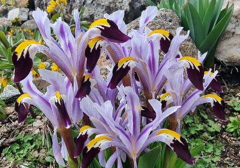 Iris-warleyensis