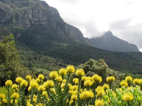 Kirstenbosch BG