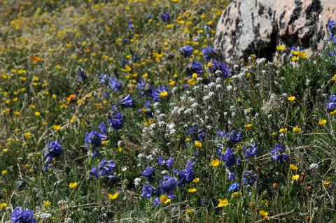 Beartooth Wildflowers