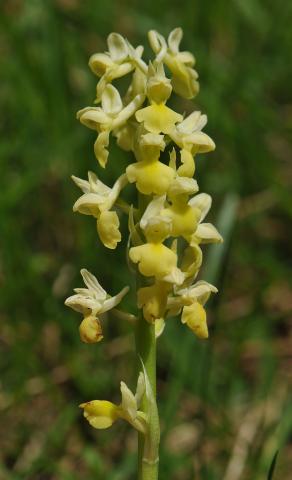 Orchis pallens