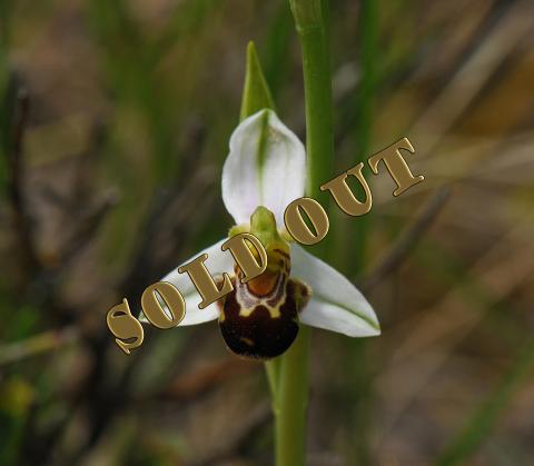 Ophrys apifera
