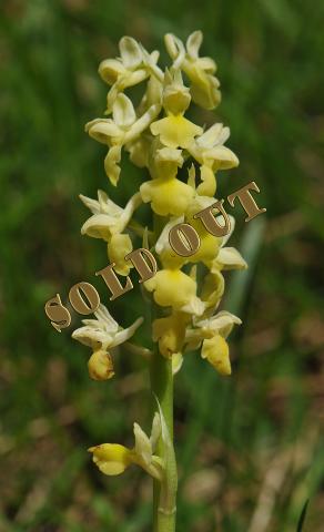 Orchis pallens