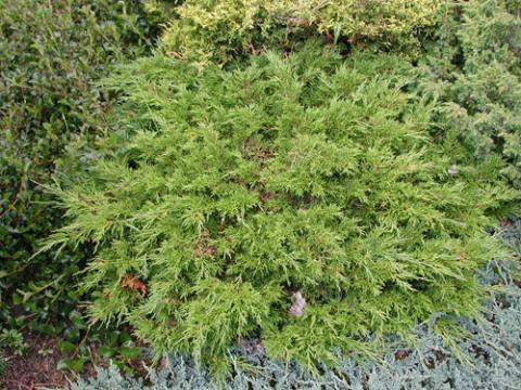 Juniperus sabina 'Calgary Carpet' | North American Rock Garden Society