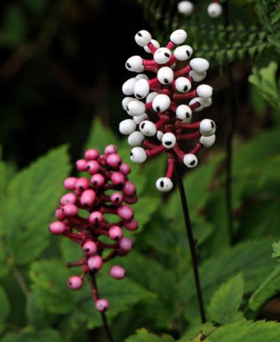 Actaea Pachypoda North American Rock Garden Society