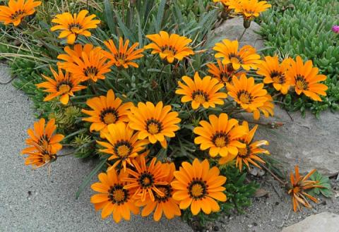 Gazania krebsiana Gazania krebsiana North American Rock Garden Society