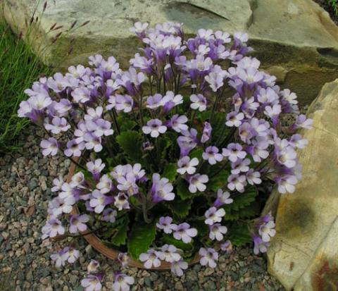 Haberlea rhodopensis | North American Rock Garden Society