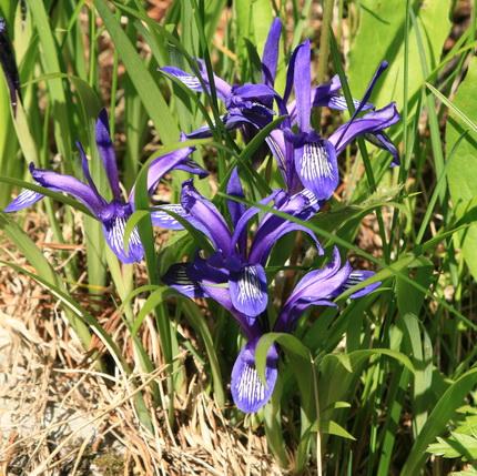 Iris ruthenica Iris ruthenica North American Rock Garden Society