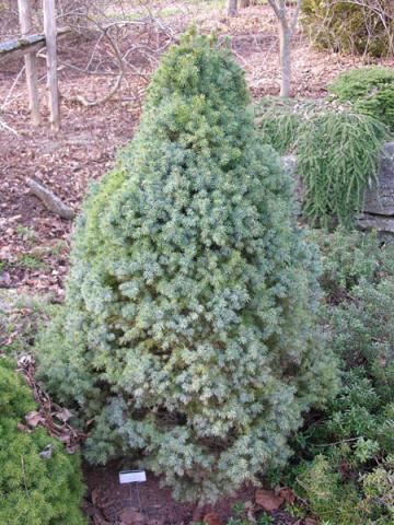 Picea glauca 'Sander's Blue' | North American Rock Garden Society