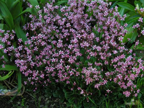 Saxifraga X Urbium Var Primuloides Elliot S Variety