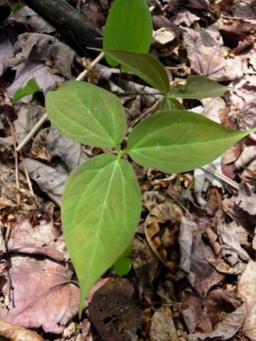 Trillium undulatum | North American Rock Garden Society