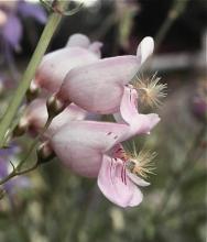 Penstemon palmeri; photo by Rick Rodich