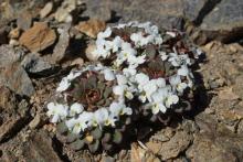 Viola sacculus