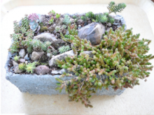 plant trough made from a fish box