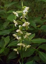 Platanthera chlorantha  in heavy shade in ancient woodland