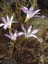 Habranthus robustus seedling ex 'Russell Manning'