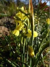 Narcissus triandrus hybrid