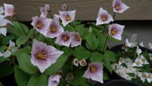 Pseudotrillium rivale 'Purple Heart'