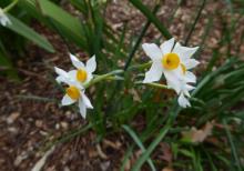 Narcissus tazetta patulus