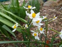 Narcissus tazetta patulus a bit chewed