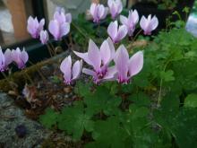 Cyclamen salvaged from the late Pat Bender's garden