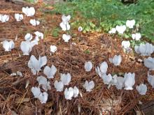 White Cyclamen hederifolium