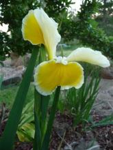Spuria Iris Barleycorn