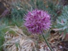 .Allium.saxatile.(small)