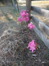 cerise Amaryllis belladonna