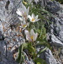 Tulipa sylvestris