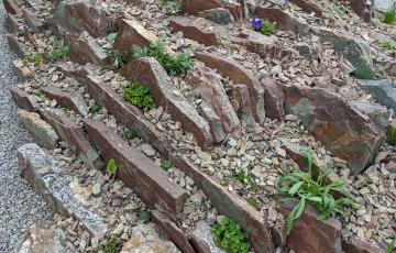 Crevice Garden MUNBG August