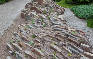 Crevice Garden MUNBG