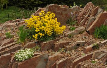 Crevice Garden MUNBG