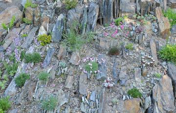 Spriggs Crevice Garden