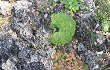 Cepicka Tufa with Sempervivum