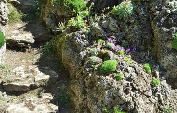 Cepicka Goat Path Side