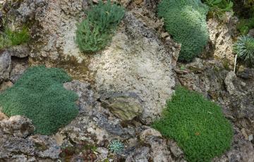 Cepicka Cushions on Tufa